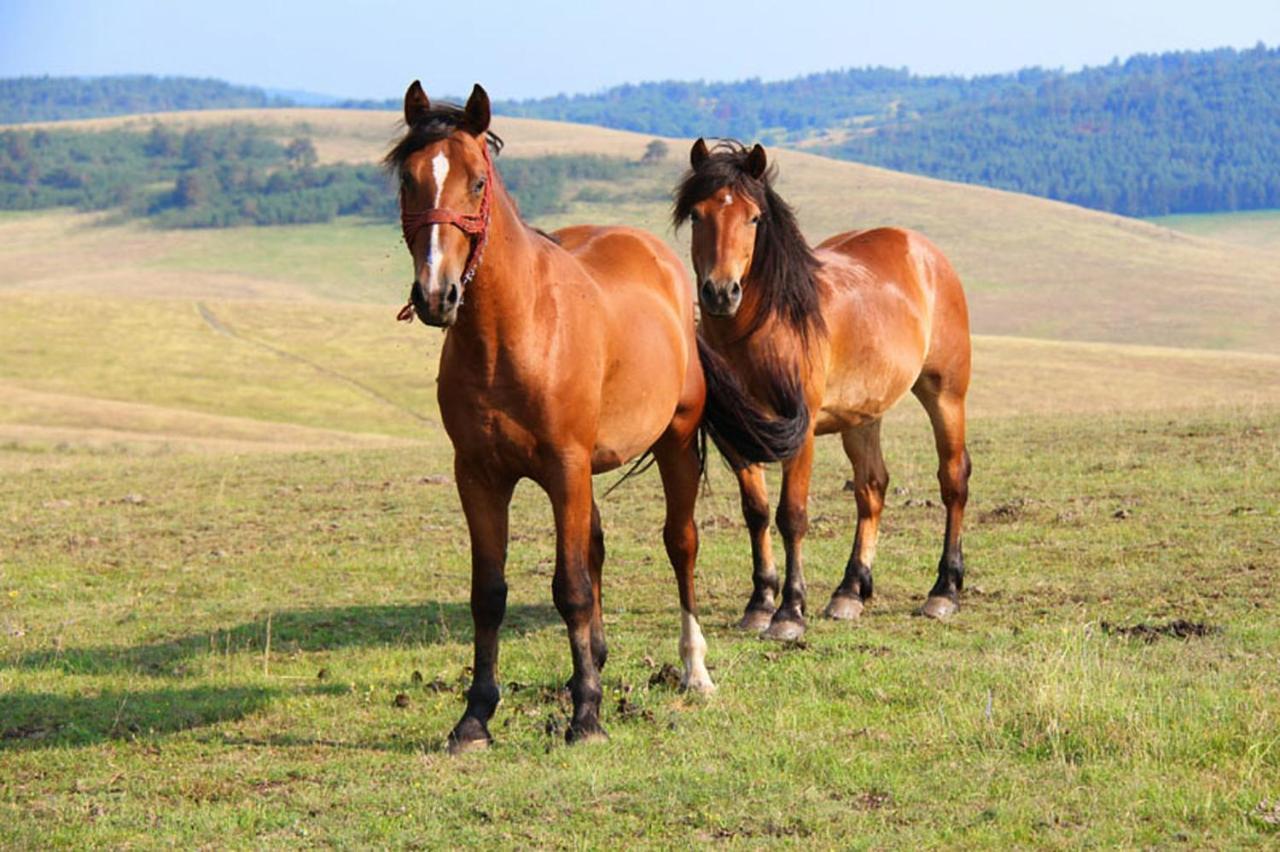 Appartamento Brvnara Zlatiborka Esterno foto